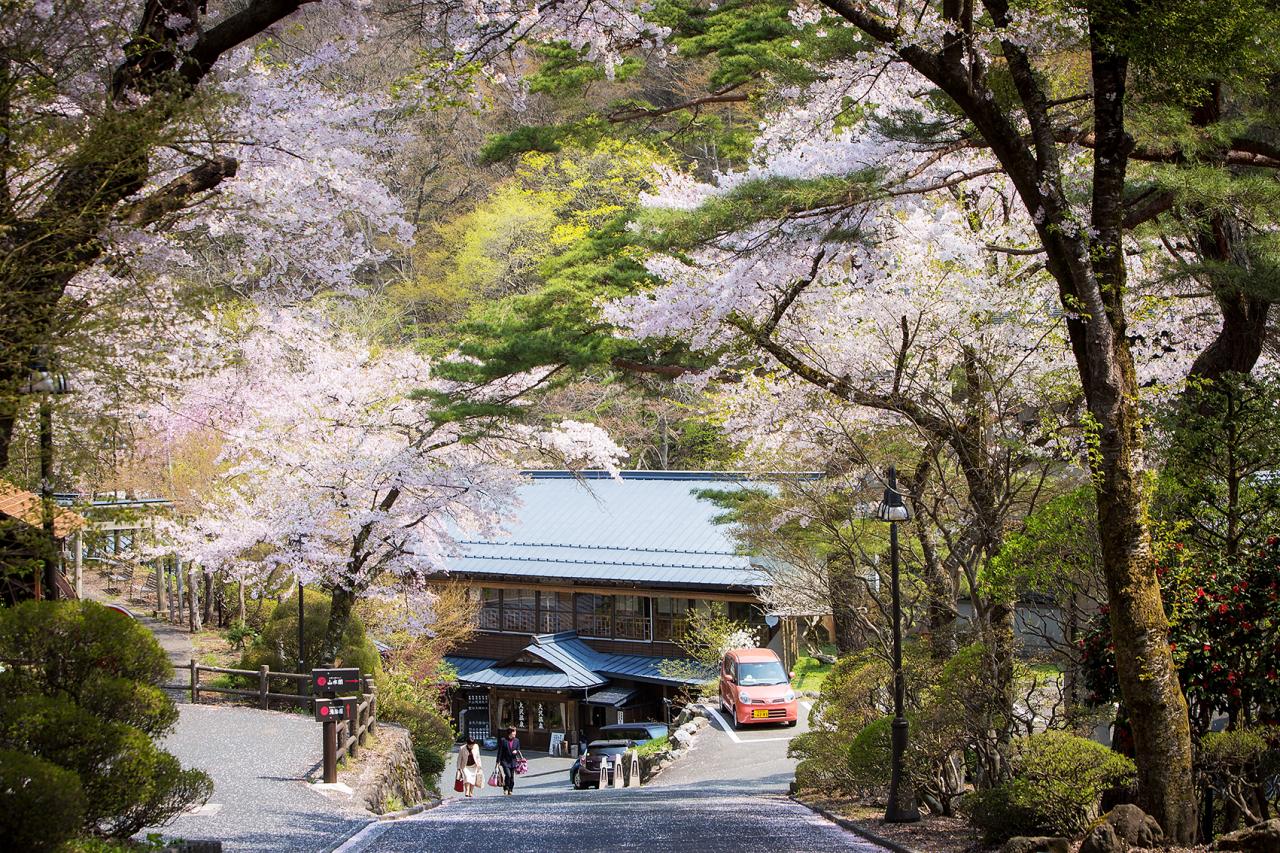 桜のころ　県道から湯治屋への坂道がとてもきれいです